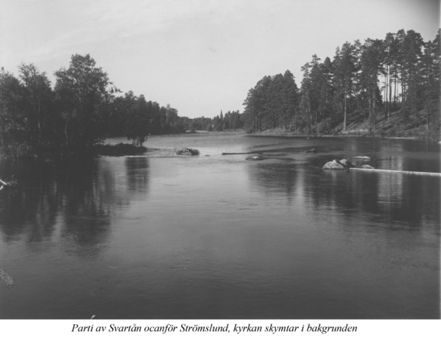 partiavsvartnovanfrstrmslund.jpg