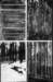 skogsmotivalbum_small.jpg